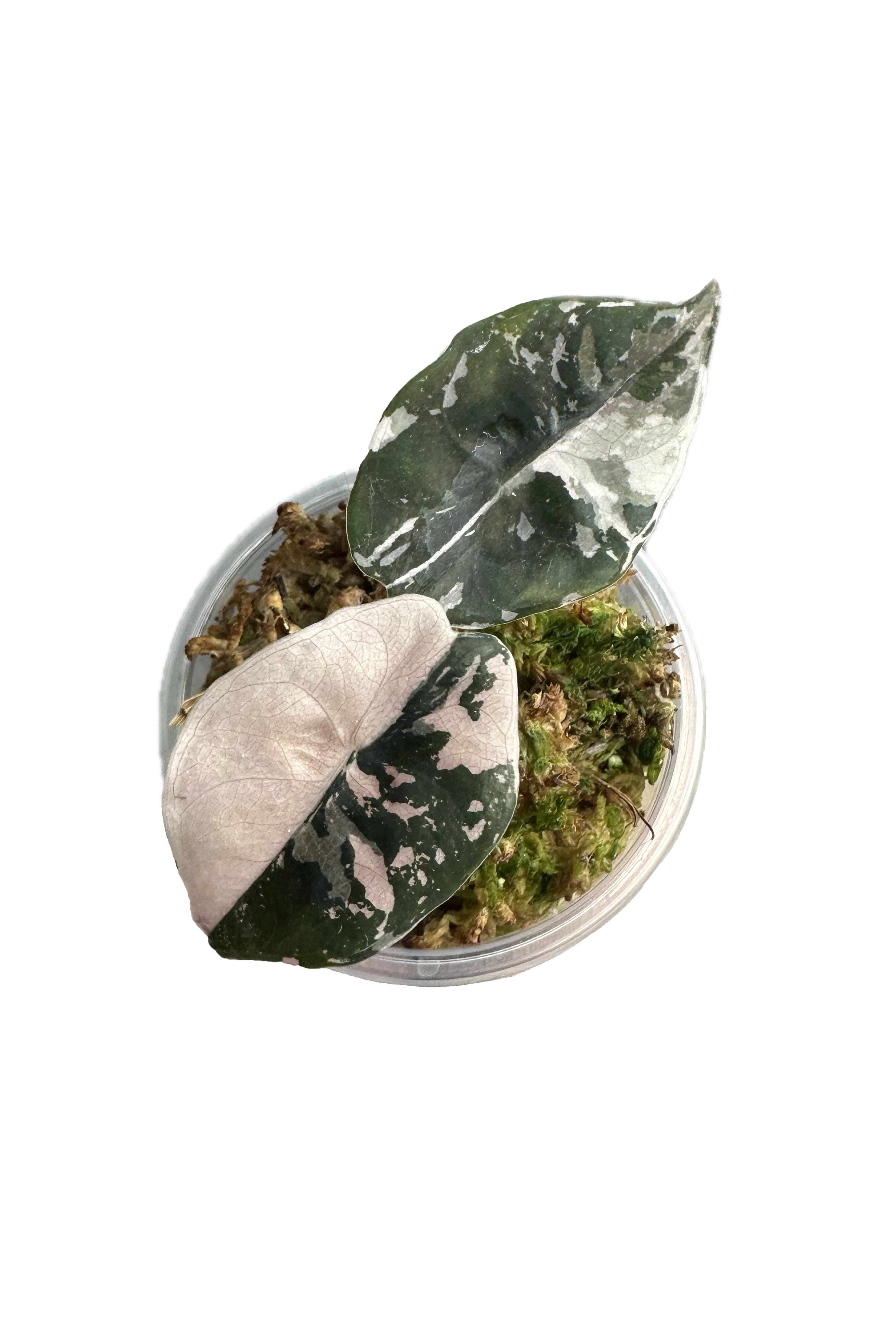 Alocasia chantrieri pink variegated