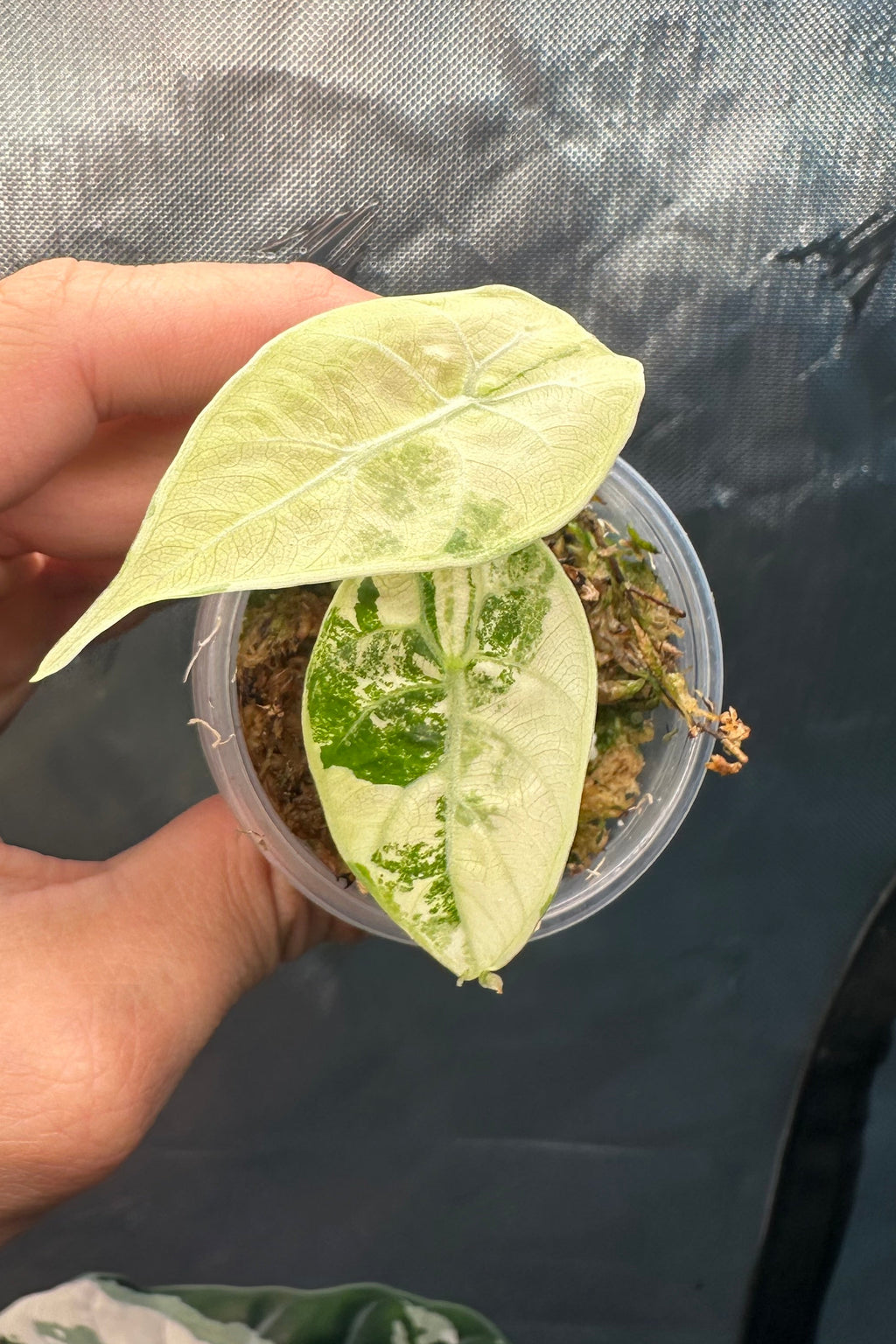 Alocasia watsoniana albo variegated