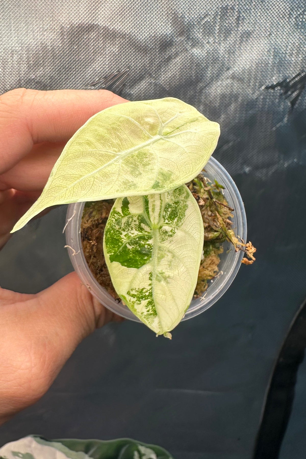 Alocasia watsoniana albo variegated