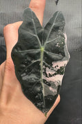 Alocasia thai amazonica pink variegated