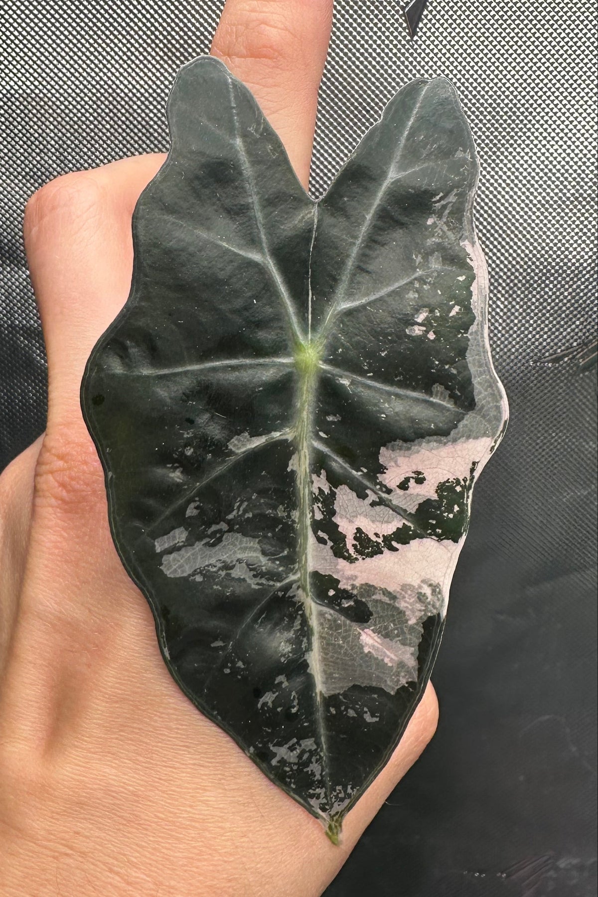 Alocasia thai amazonica pink variegated