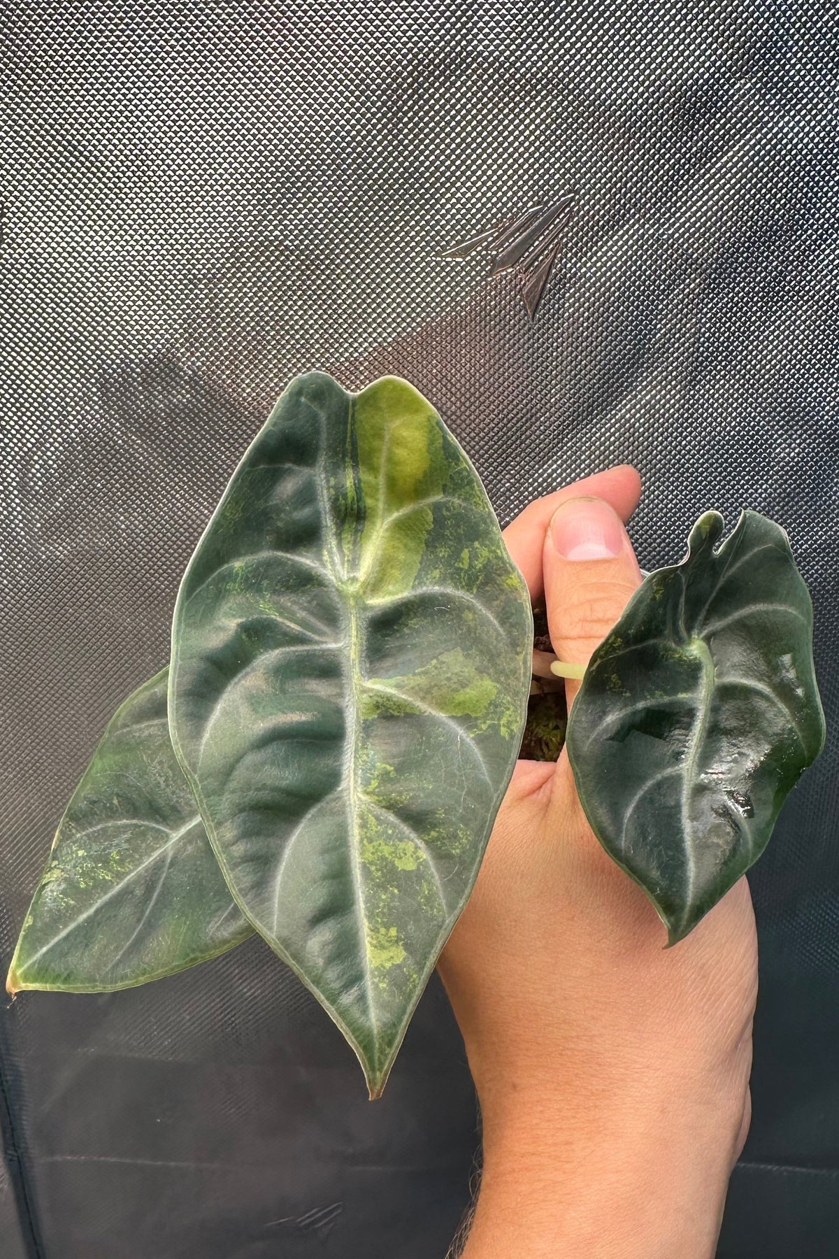 Alocasia sedenii aurea variegated
