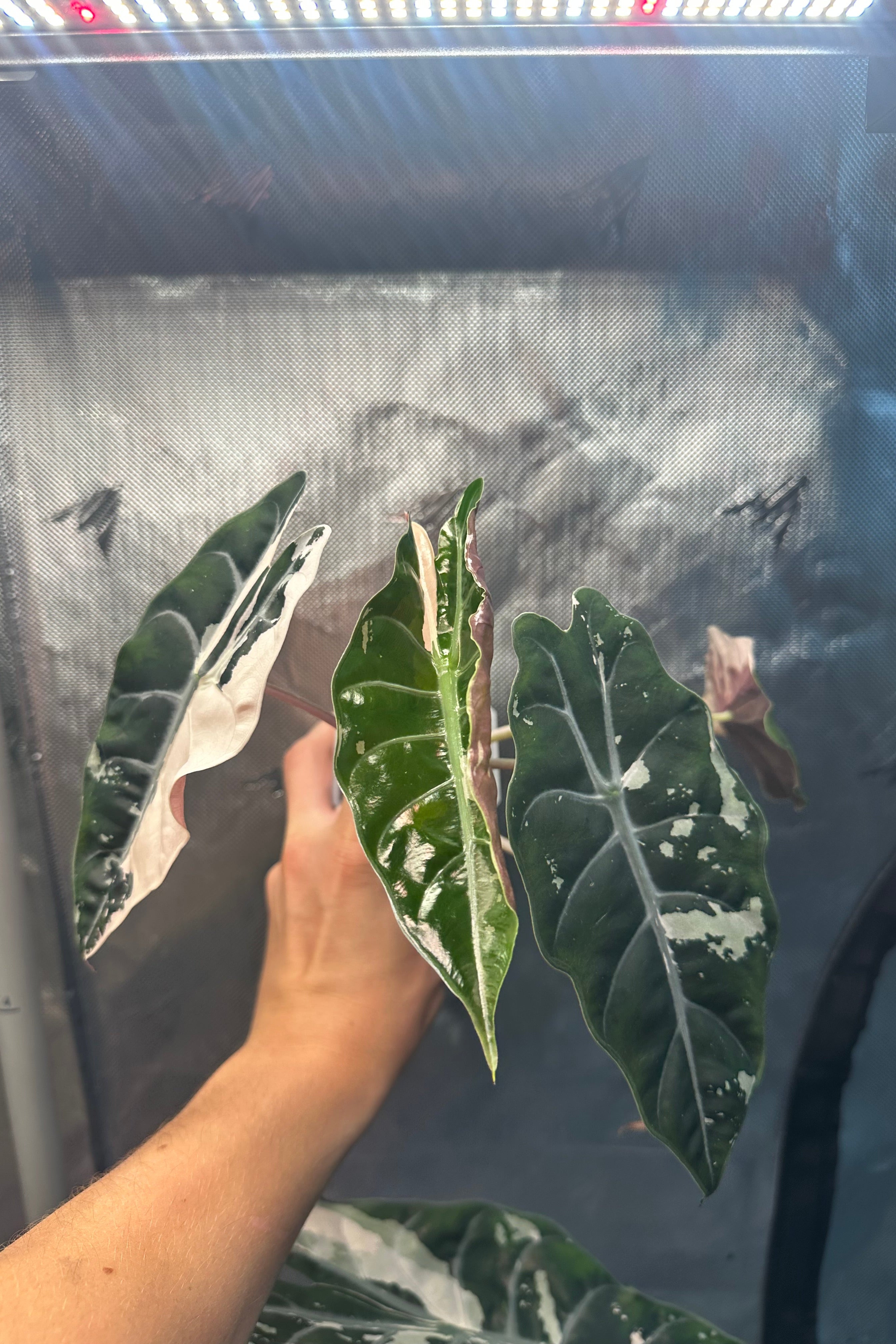 Alocasia chantrieri pink variegated