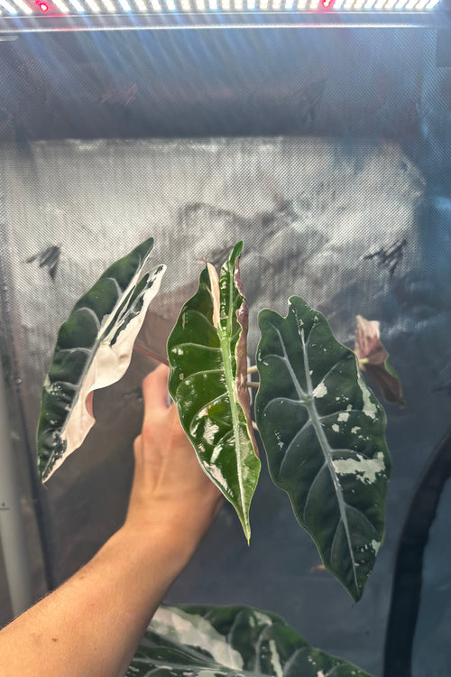 Alocasia chantrieri pink variegated