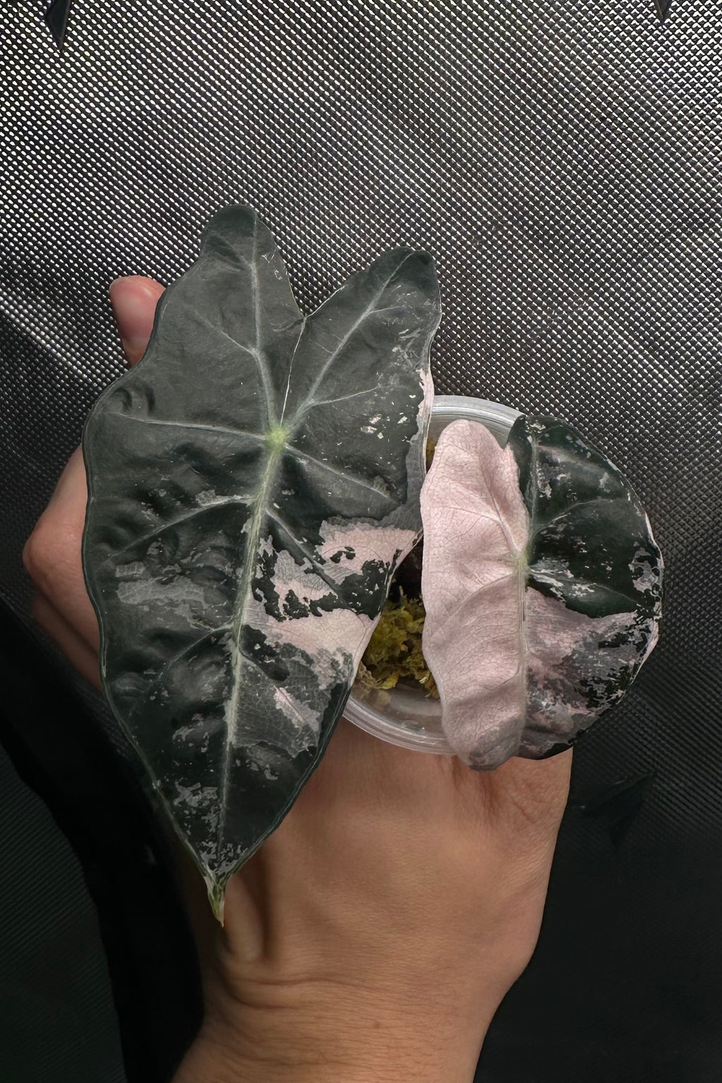 Alocasia thai amazonica pink variegated