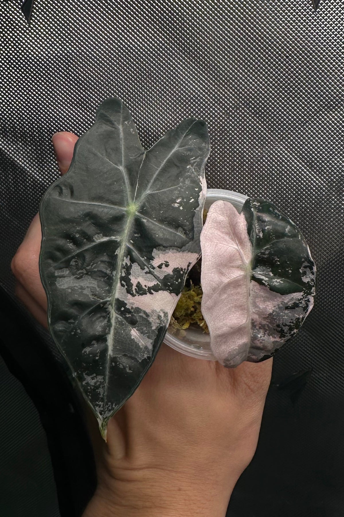 Alocasia thai amazonica pink variegated