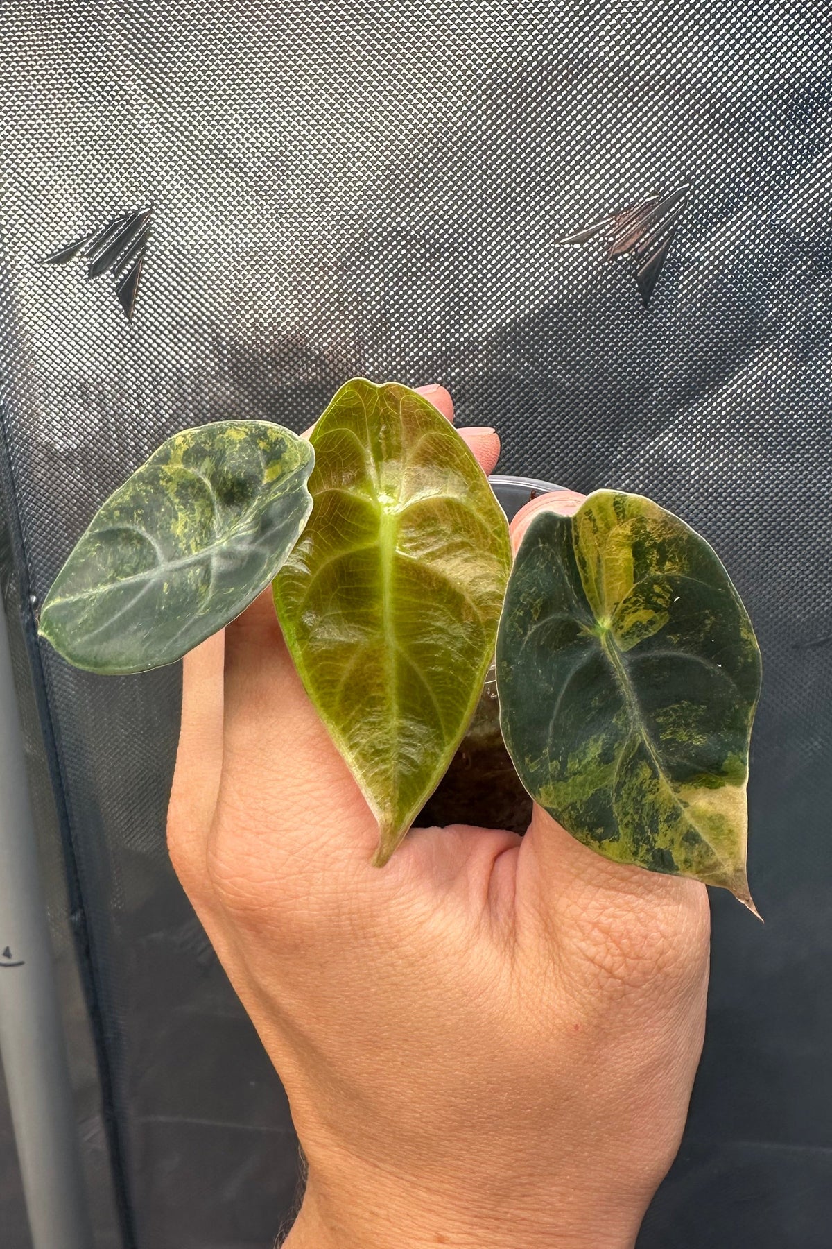 Alocasia sedenii aurea variegated