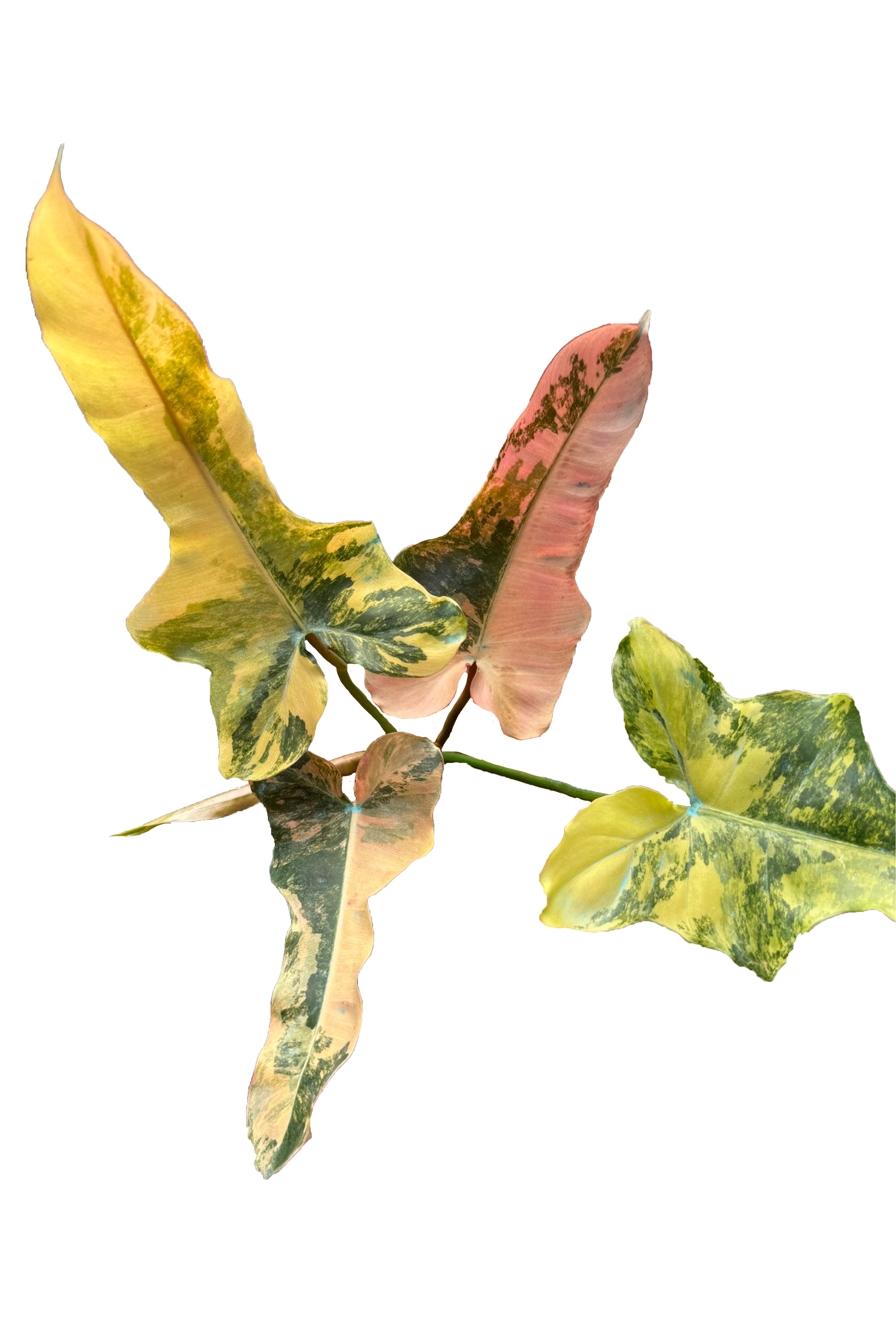 Philodendron brown beauty