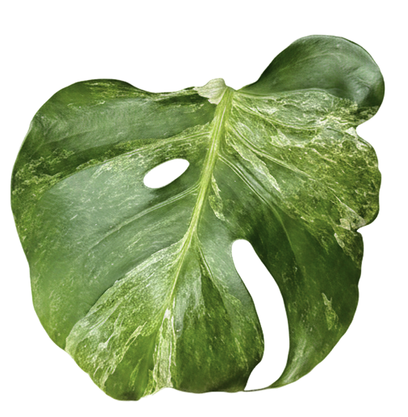 Monstera ocean mint variegated