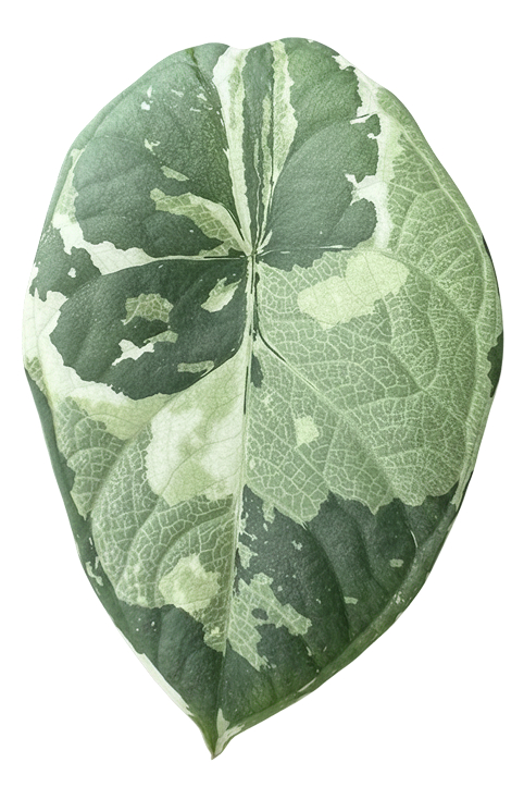 Alocasia chaii albo variegated