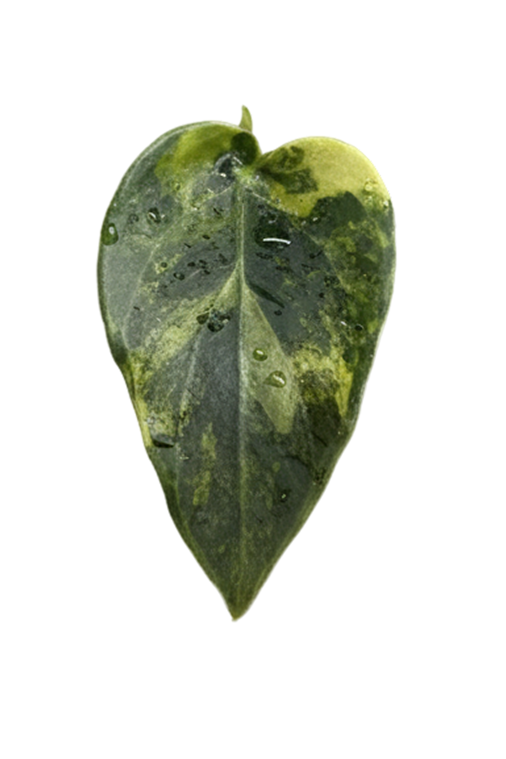 Alocasia sedenii aurea variegated