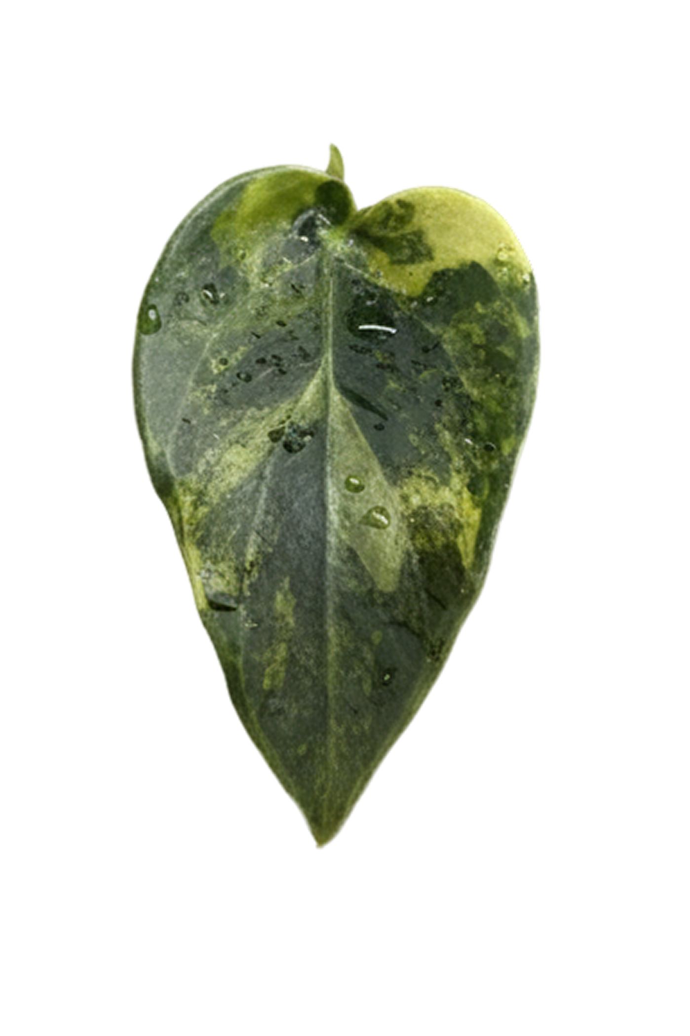 Alocasia sedenii aurea variegated