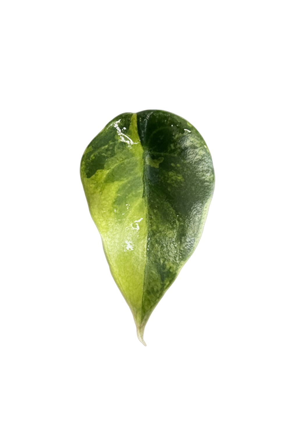 Alocasia sedenii aurea variegated pot 2