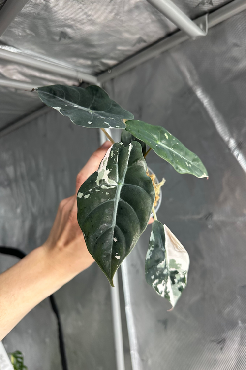 Alocasia chantrieri pink variegated 2.8