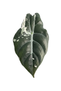 Alocasia chantrieri pink variegated 2.8