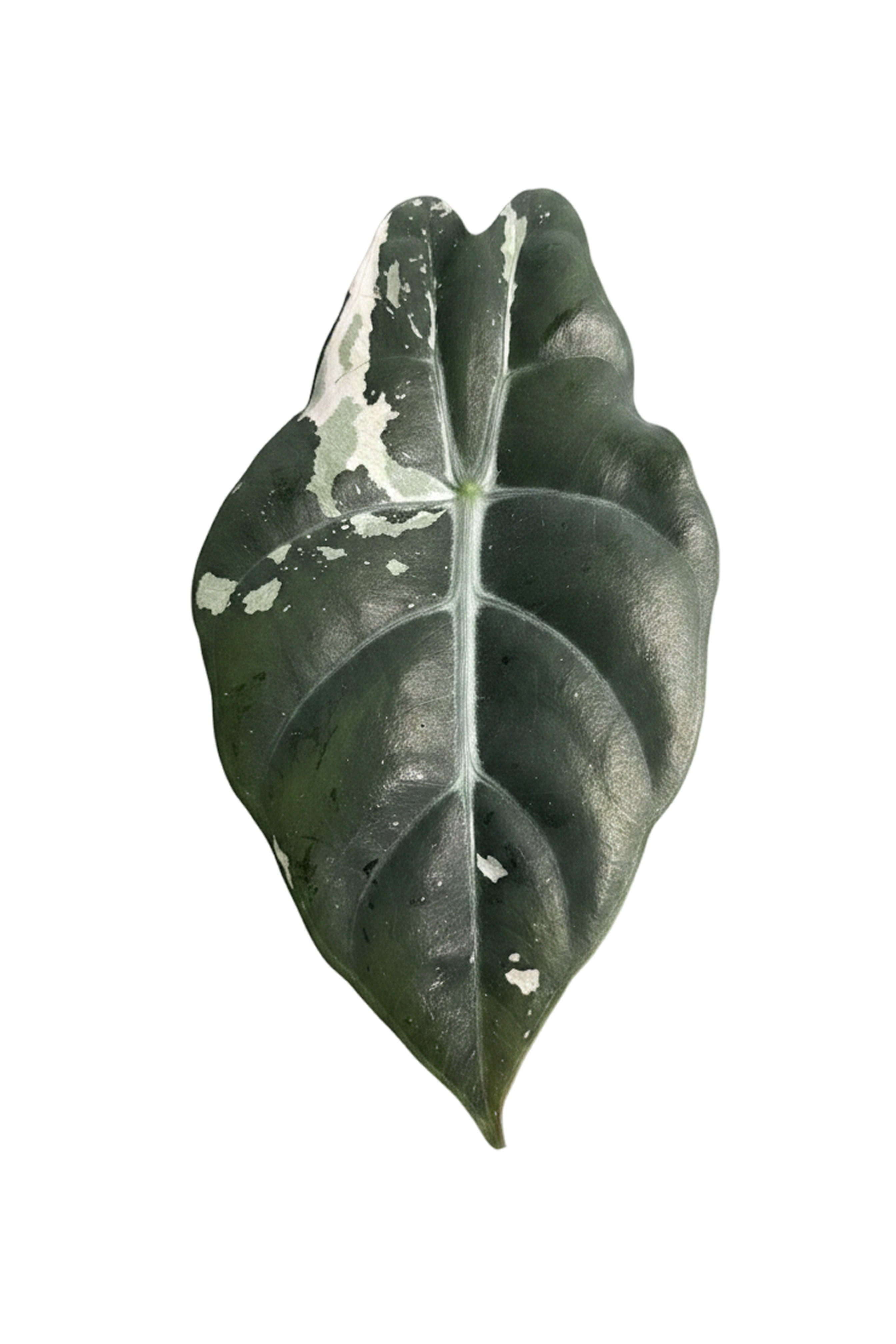 Alocasia chantrieri pink variegated 2.8