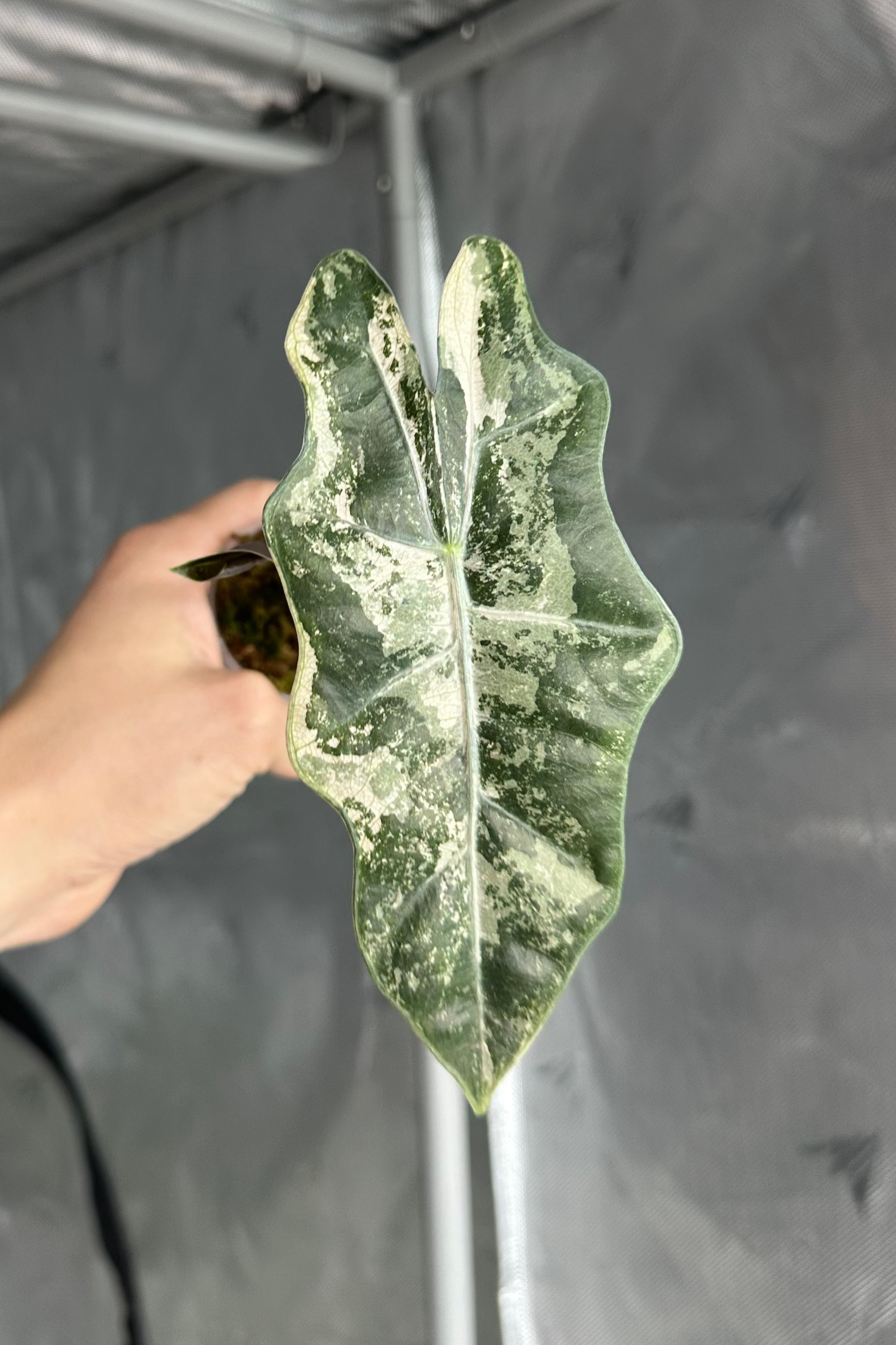 Alocasia pseudo sanderiana variegated