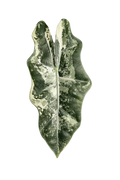 Alocasia pseudo sanderiana variegated