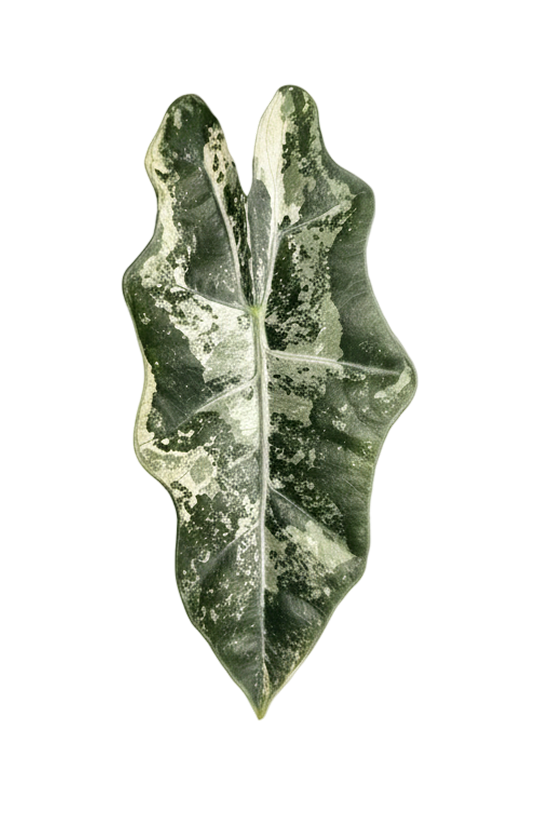 Alocasia pseudo sanderiana variegated