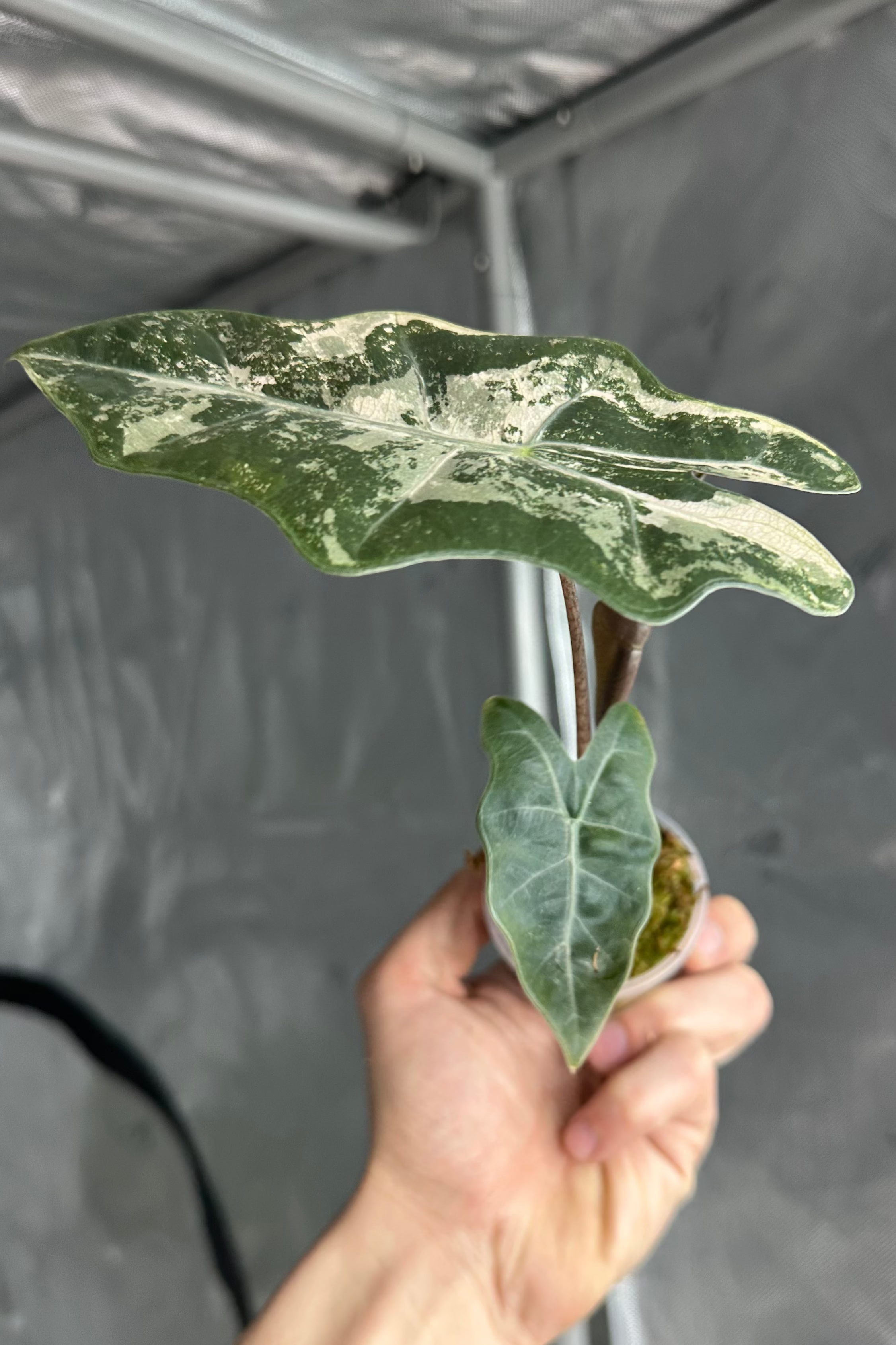 Alocasia pseudo sanderiana variegated