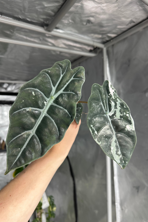 Alocasia chantrieri pink variegated 3.2