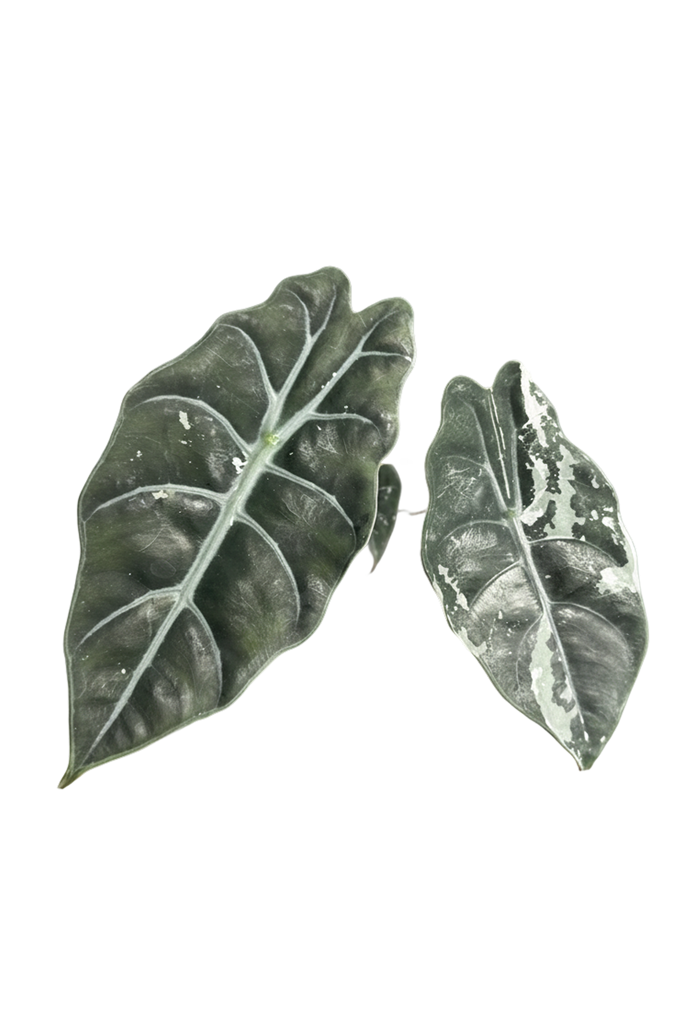 Alocasia chantrieri pink variegated 3.2