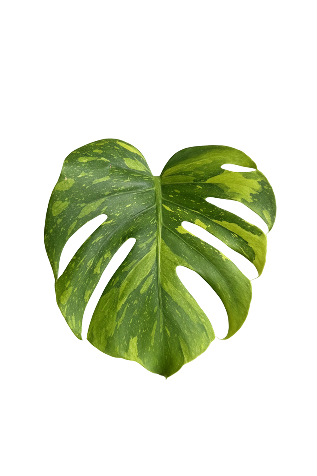 Monstera electrolight