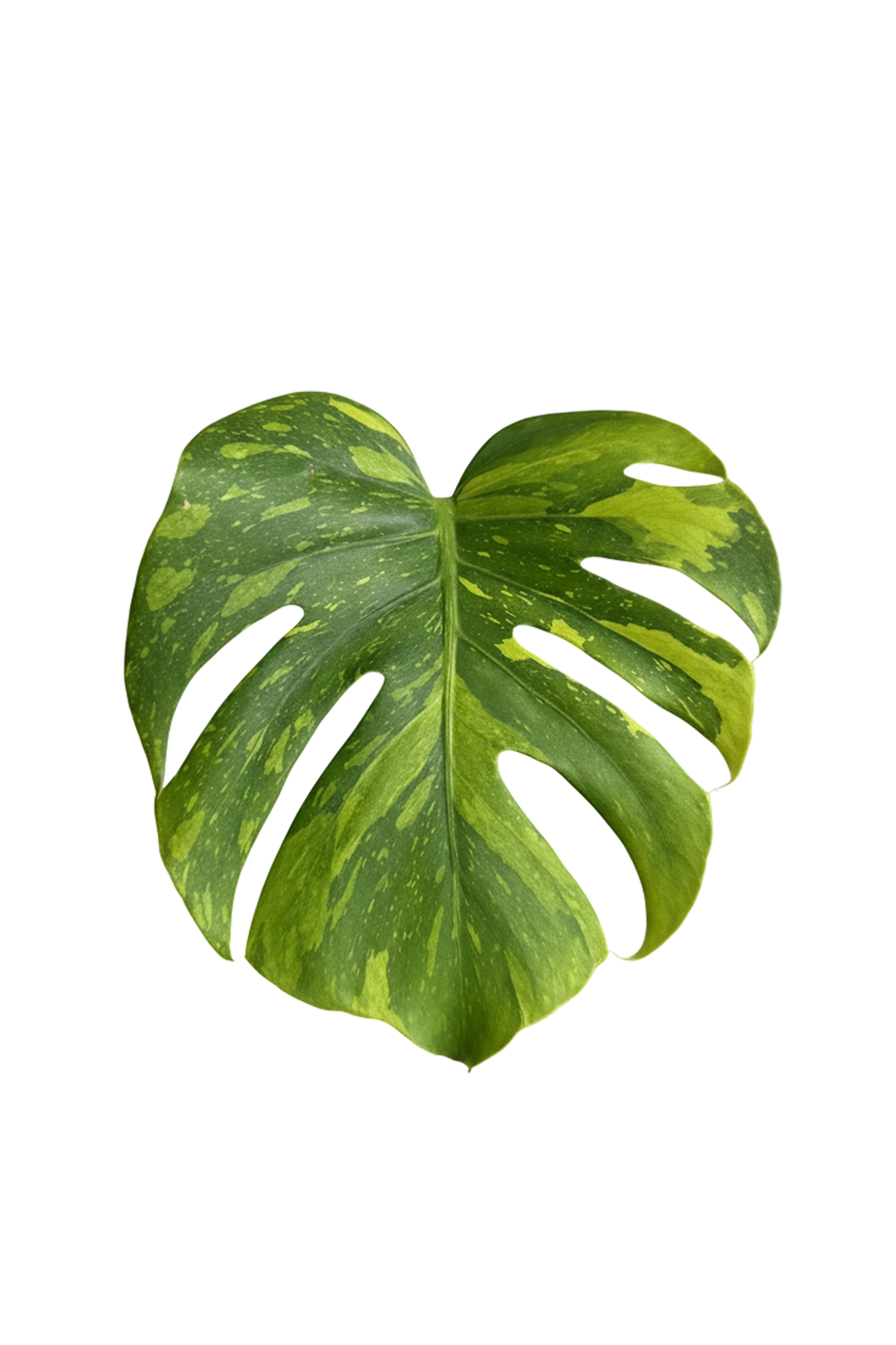 Monstera electrolight