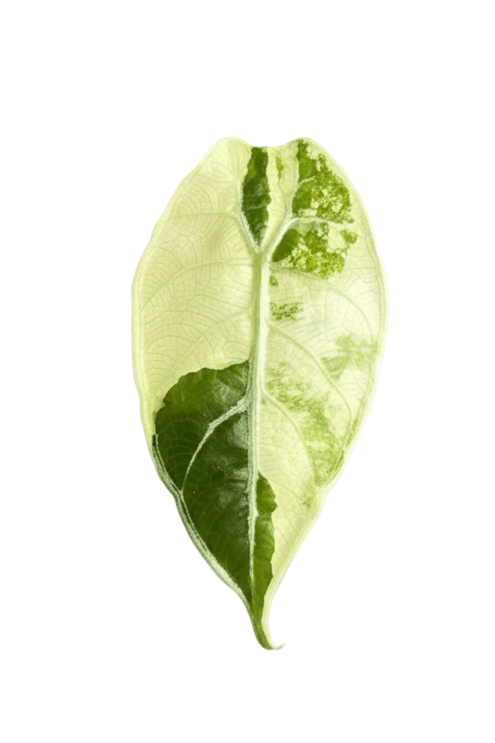 Alocasia watsoniana albo variegated