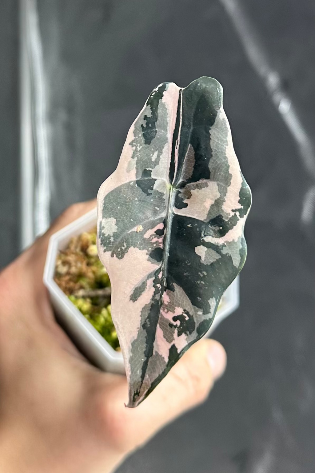 Alocasia chantrieri pink variegated pot 2 7cm
