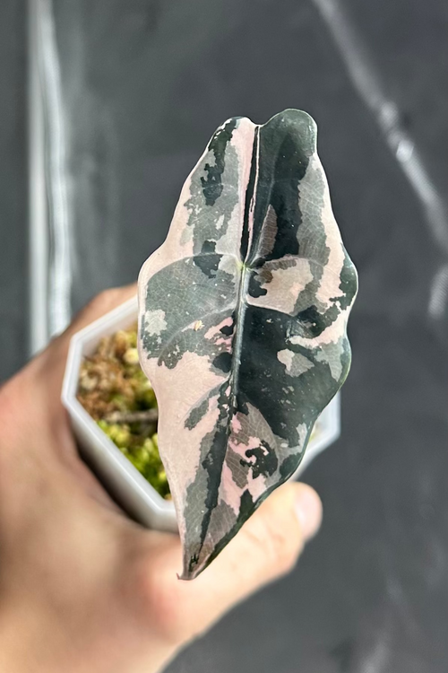 Alocasia chantrieri pink variegated pot 2 7cm