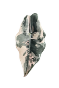Alocasia chantrieri pink variegated pot 2 7cm