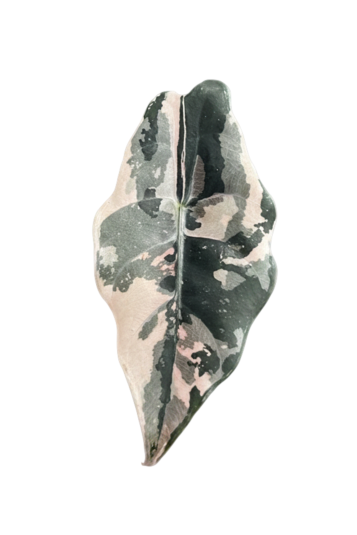 Alocasia chantrieri pink variegated pot 2 7cm