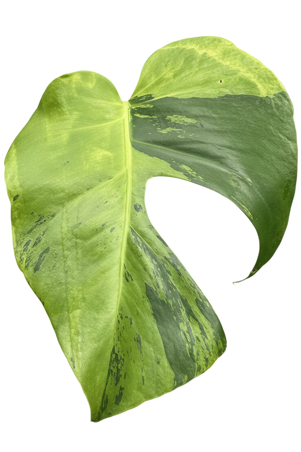 Monstera light lime variegated