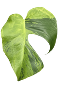 Monstera light lime variegated