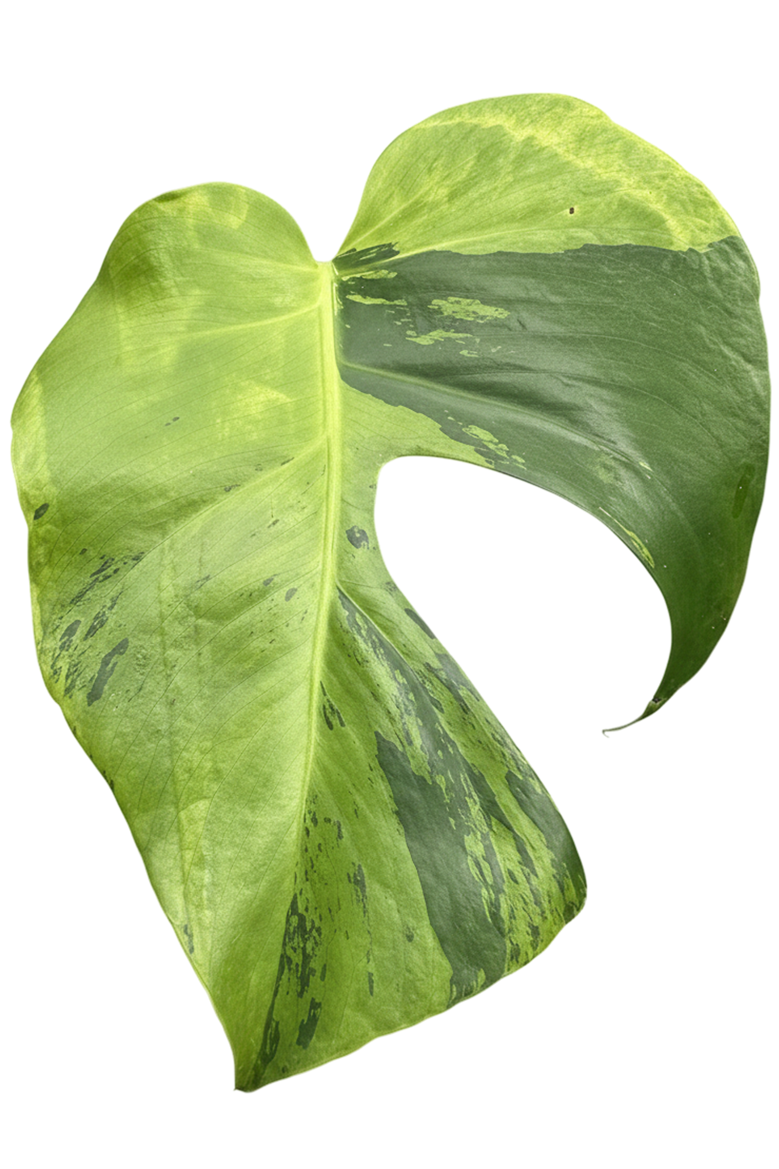Monstera light lime variegated