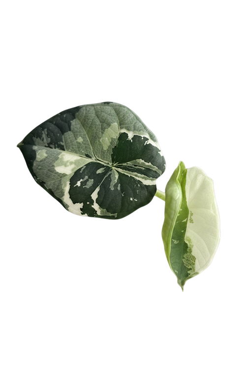 Alocasia chaii albo variegated
