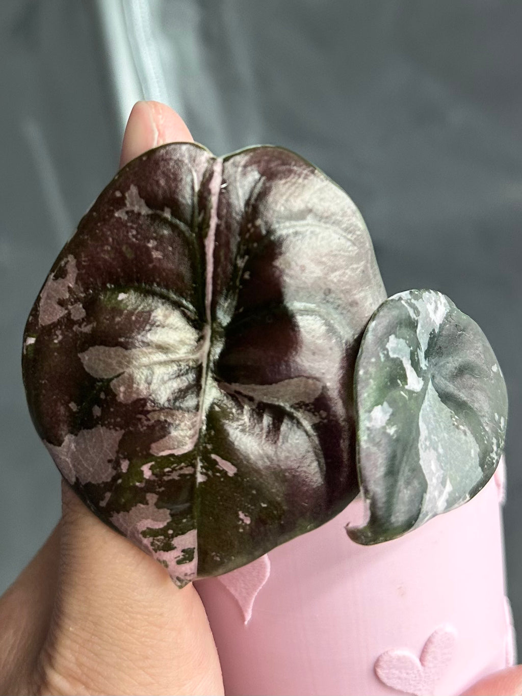 Alocasia cuprea pink variegated 'Nom Yen'