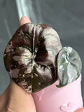 Alocasia Cuprea Pink Variegated Nom Yen leaf showing creamy pink and dark green variegation pattern
Alocasia Cuprea Nom Yen close-up of pink sectoral variegation on textured copper-toned leaf
Rare Alocasia Cuprea Pink Variegated Nom Yen corm propagated plant from TerraBetuwe Netherlands