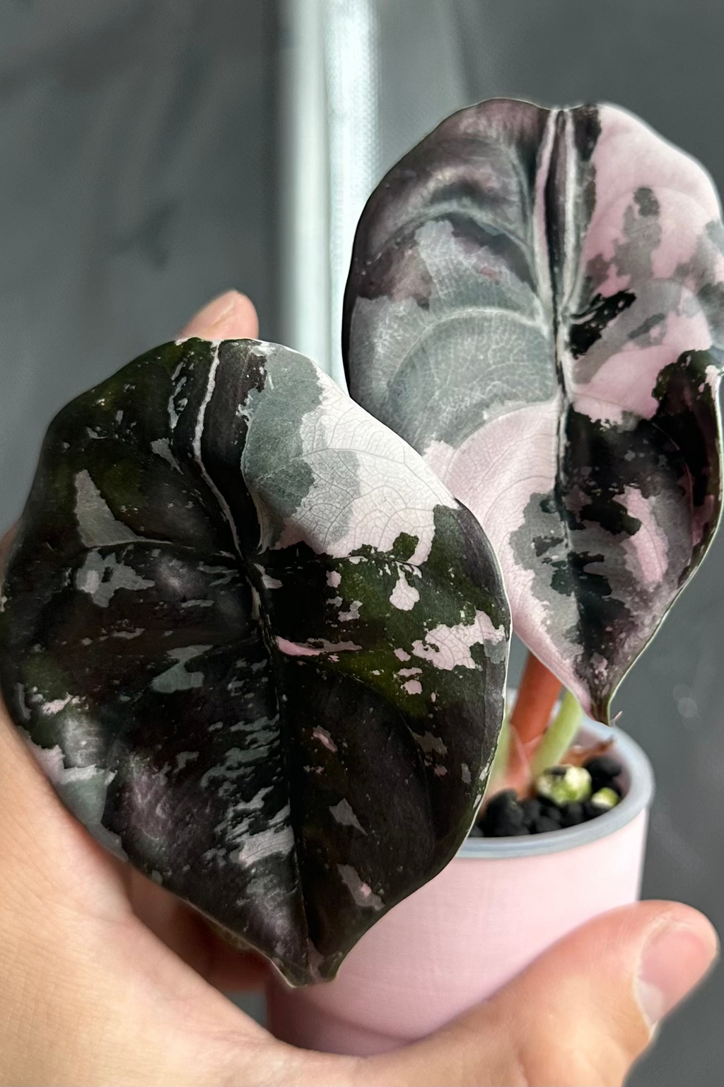 Alocasia cuprea pink variegated 'Nom Yen'