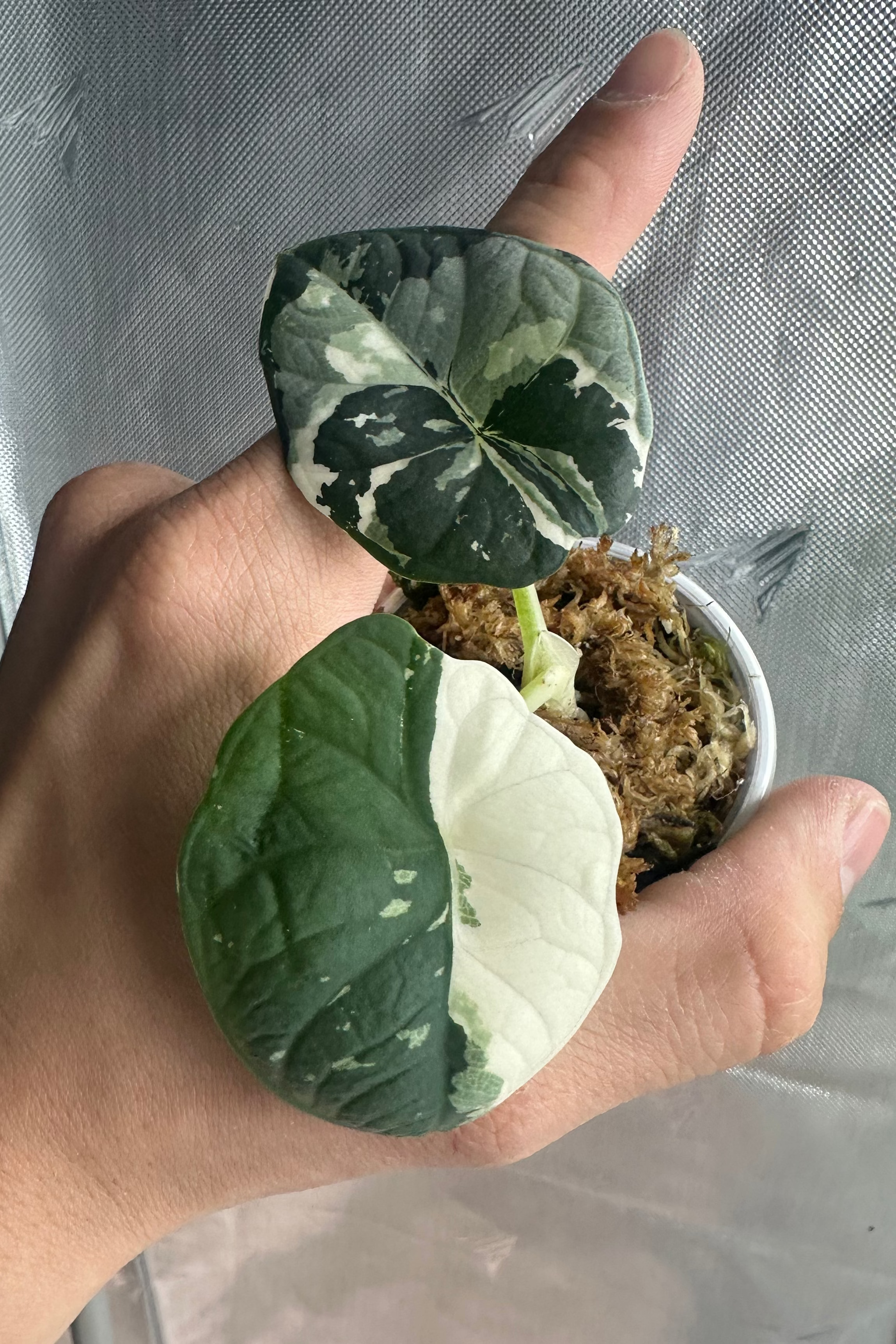 Alocasia chaii albo variegated