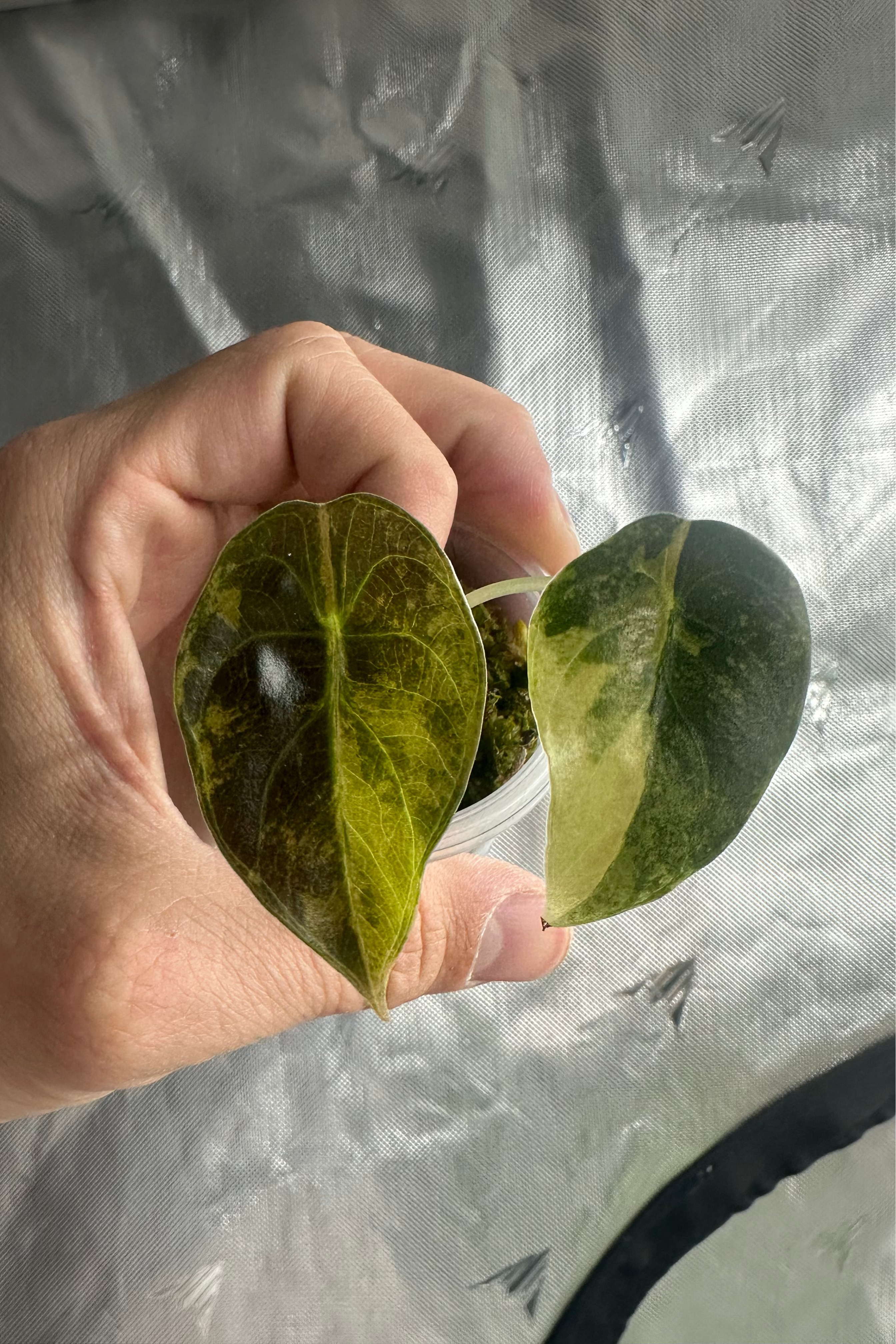 Alocasia sedenii aurea variegated pot 2