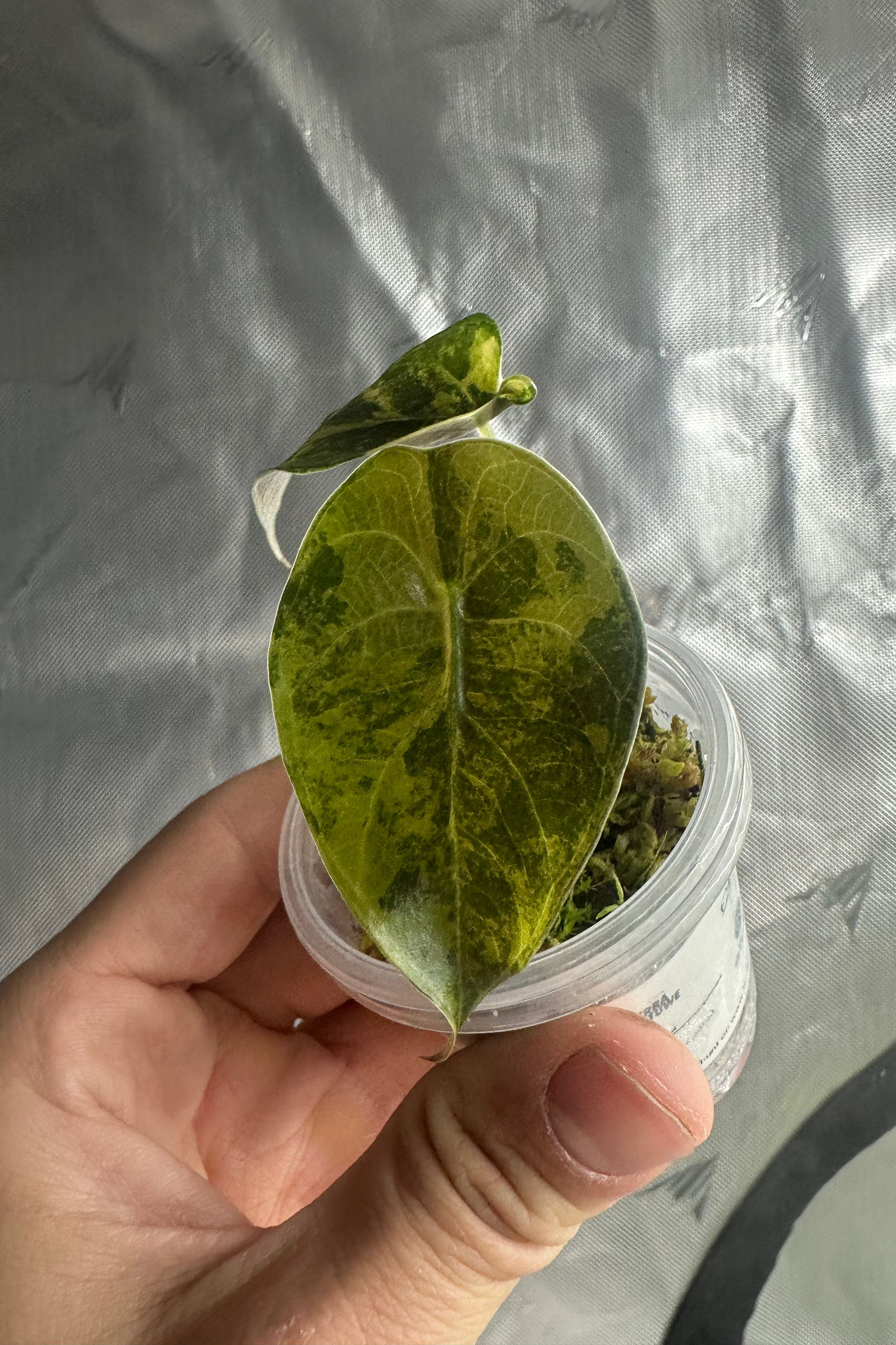 Alocasia sedenii aurea variegated