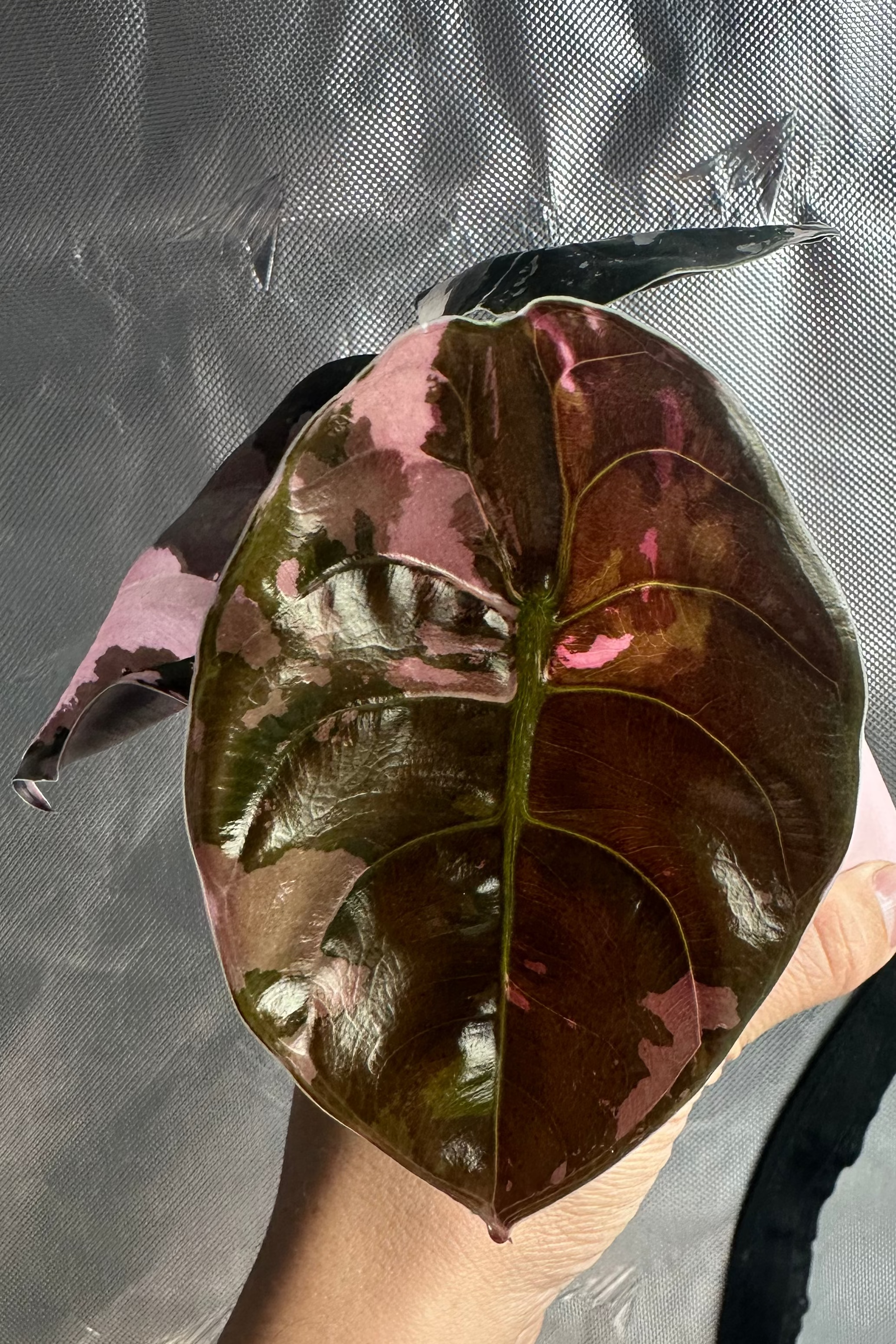 Alocasia cuprea pink variegated 'Nom Yen'