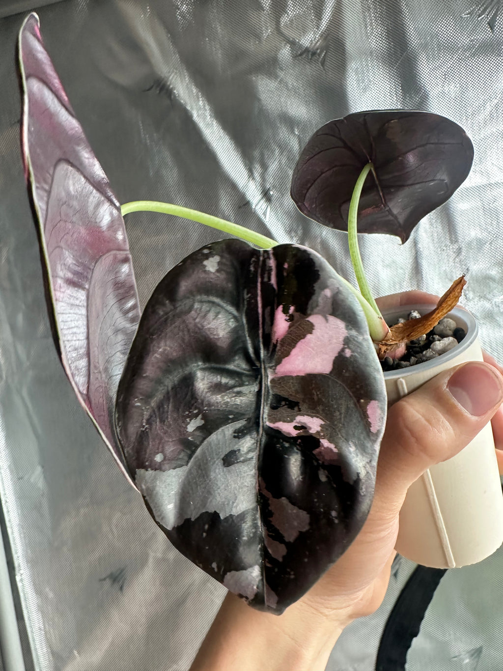 Alocasia Cuprea Pink Variegated Nom Yen leaf showing creamy pink and dark green variegation pattern
Alocasia Cuprea Nom Yen close-up of pink sectoral variegation on textured copper-toned leaf
Rare Alocasia Cuprea Pink Variegated Nom Yen corm propagated plant from TerraBetuwe Netherlands