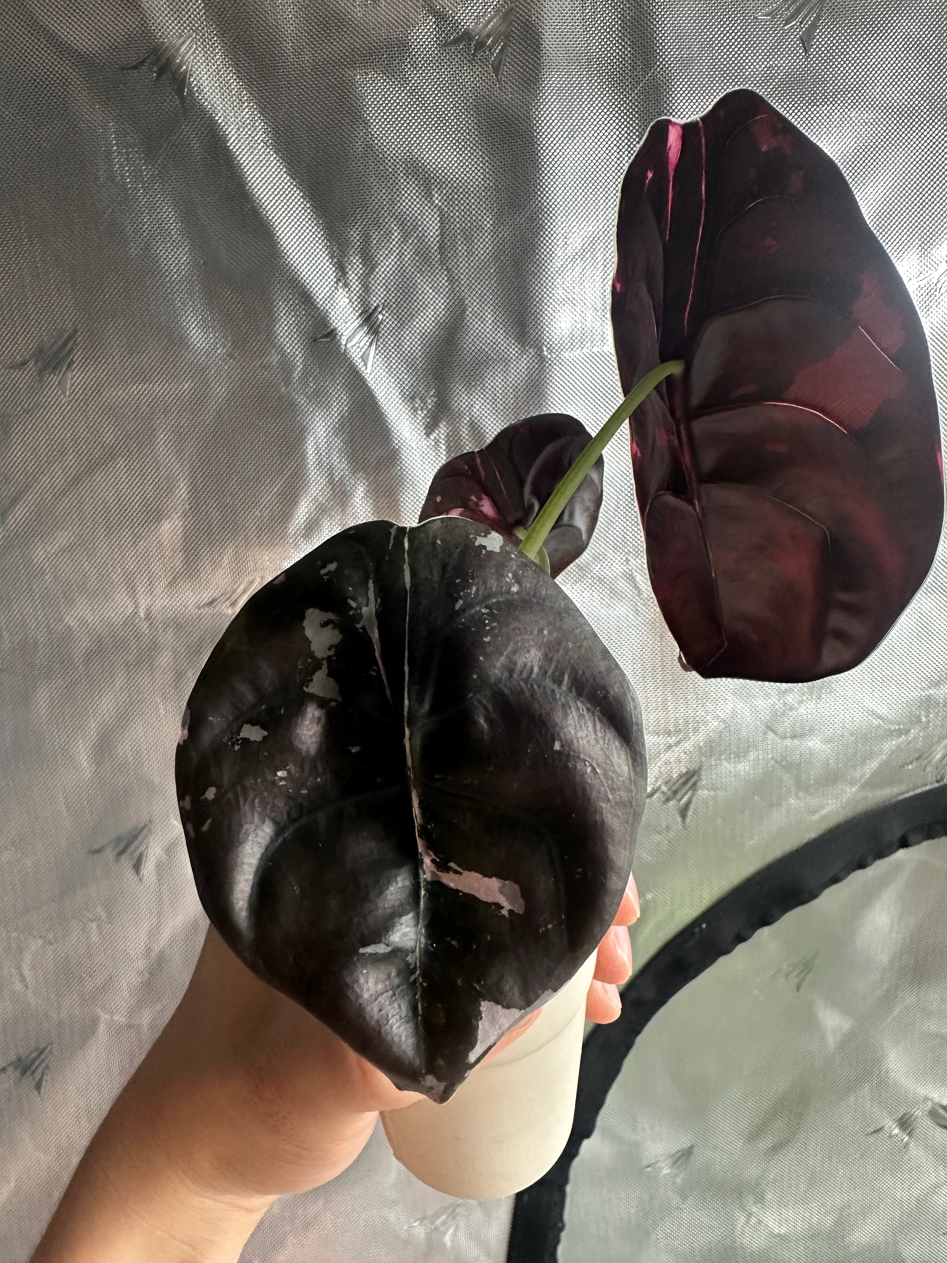 Alocasia Cuprea Pink Variegated Nom Yen leaf showing creamy pink and dark green variegation pattern
Alocasia Cuprea Nom Yen close-up of pink sectoral variegation on textured copper-toned leaf
Rare Alocasia Cuprea Pink Variegated Nom Yen corm propagated plant from TerraBetuwe Netherlands