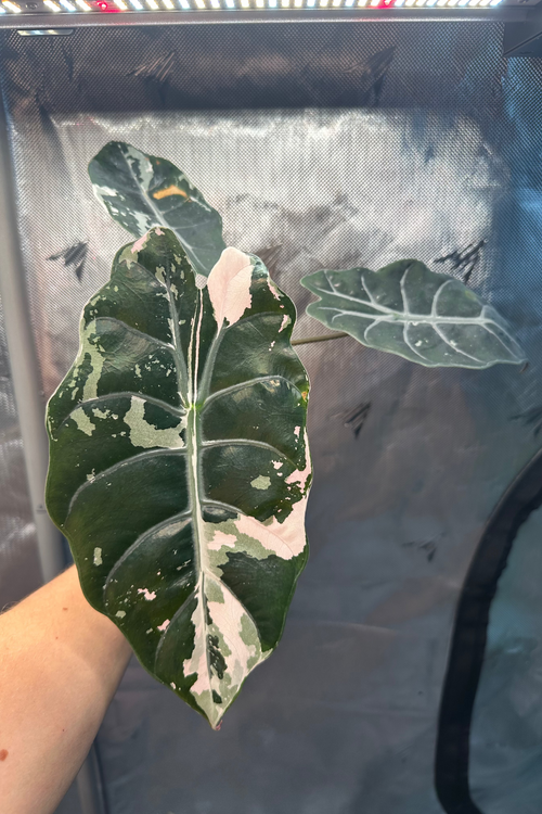 Alocasia chantrieri pink variegated 3.2