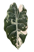 Alocasia Chantrieri Pink Variegated leaf showing chimeric pink and dark green variegation pattern
Rare Alocasia Chantrieri Pink Variegated close-up of anthocyanin pink expression on historic hybrid
Alocasia Chantrieri Pink Variegated collector plant from TerraBetuwe Netherlands EU shipping
