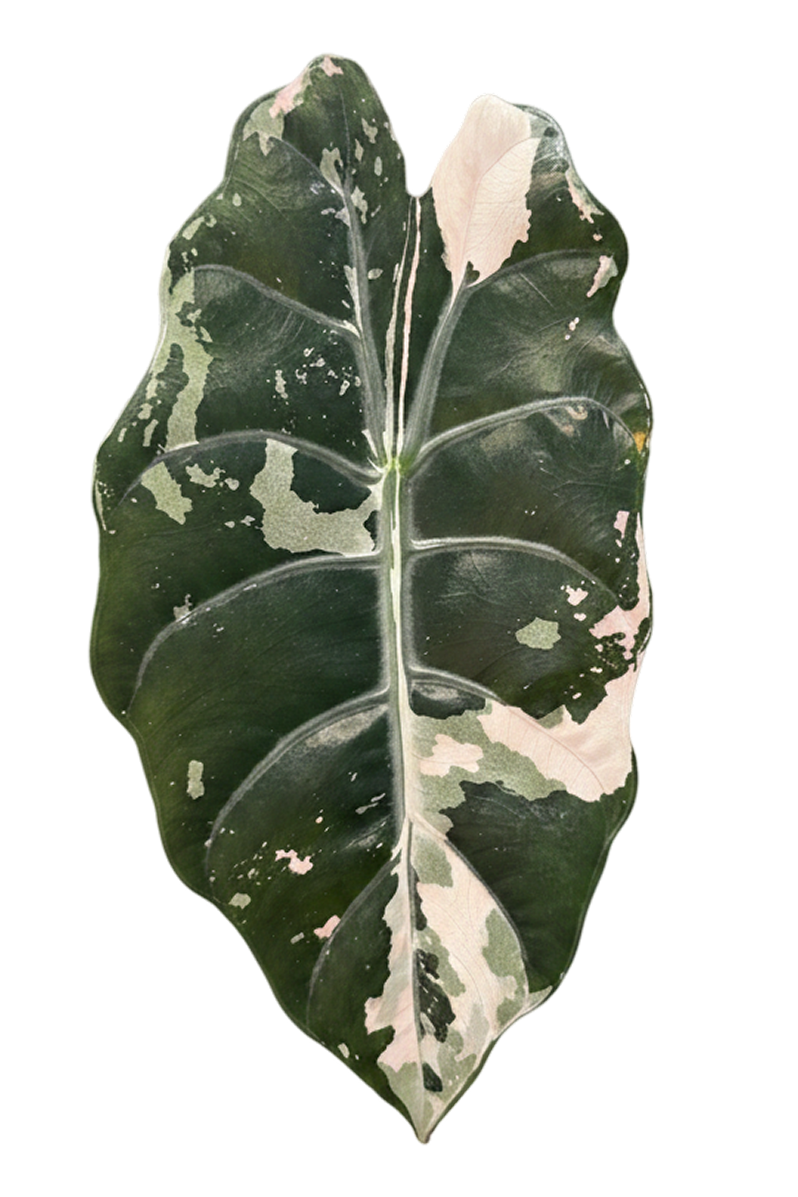 Alocasia Chantrieri Pink Variegated leaf showing chimeric pink and dark green variegation pattern
Rare Alocasia Chantrieri Pink Variegated close-up of anthocyanin pink expression on historic hybrid
Alocasia Chantrieri Pink Variegated collector plant from TerraBetuwe Netherlands EU shipping