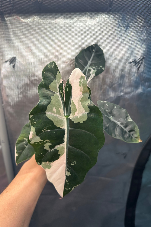 Alocasia chantrieri pink variegated 2.8